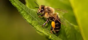 Préservation des abeilles lors des interventions de Nicolas Green