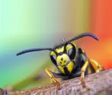 Faire enlever un nid de guêpes