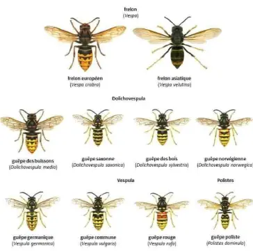 Illustration des questions fréquentes concernant Hymnotperes