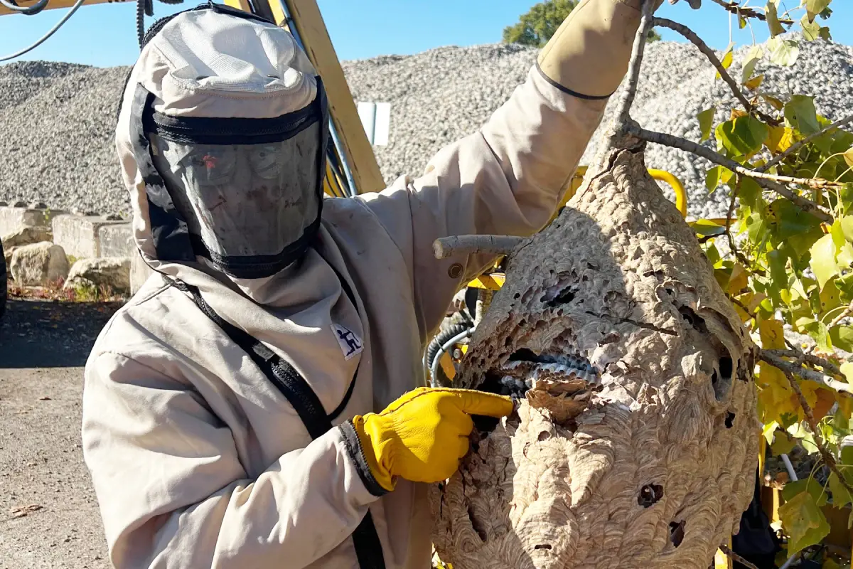 Traitement professionnel de nids de guêpes et frelons pour écoles, restaurants et entrepôts à Mérignac, intervention discrète et efficace