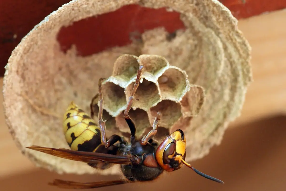 Comportement du frelon européen en milieu urbain à Mérignac