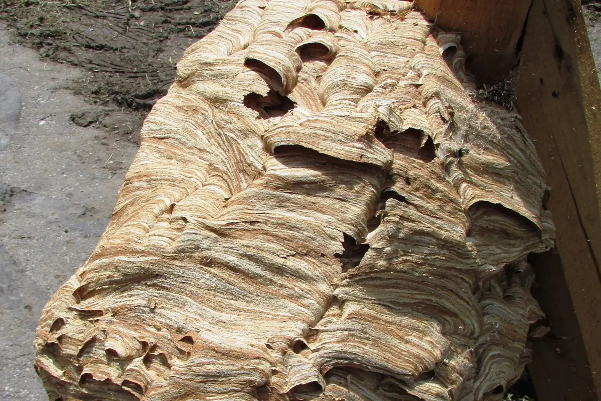 Élimination des frelons asiatiques dans le jardin