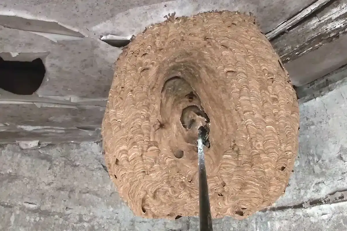 Élimination frelon asiatique Mérignac — Vespa velutina