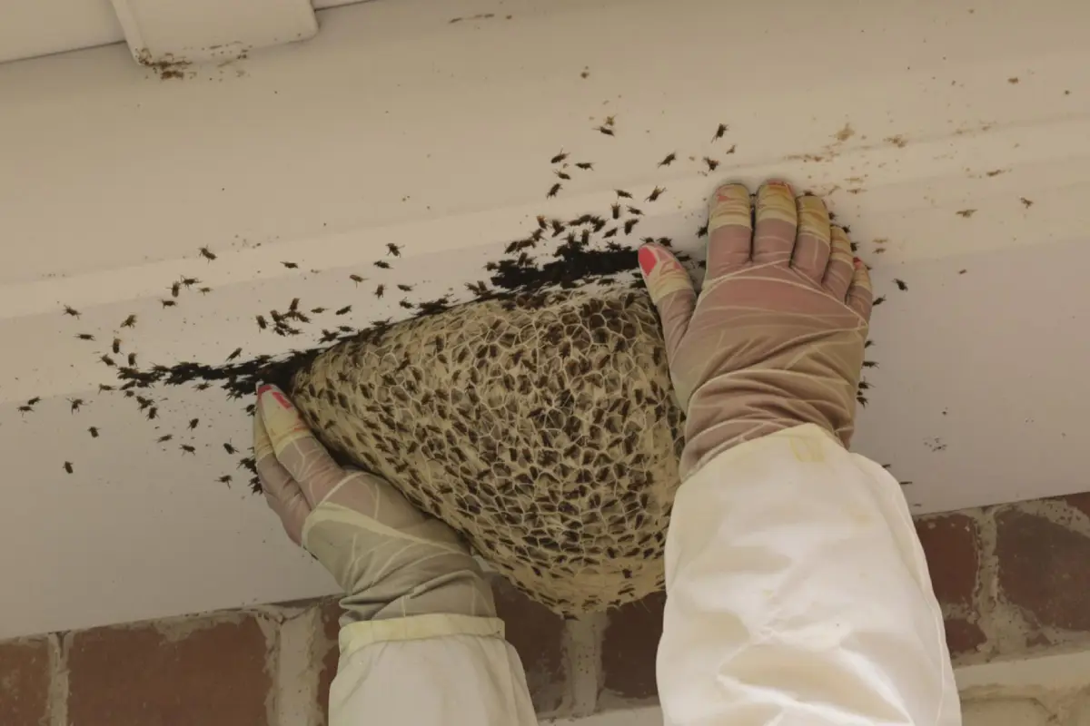 Diagnostic nid guêpes frelons Mérignac