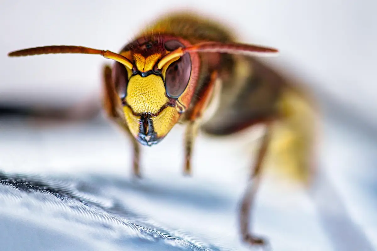 Identification visuelle d’un frelon européen dans la ville de Mérignac