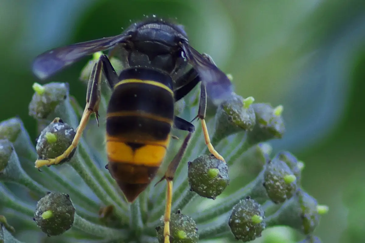 Intervention professionnelle contre un nid de frelon asiatique à Mérignac