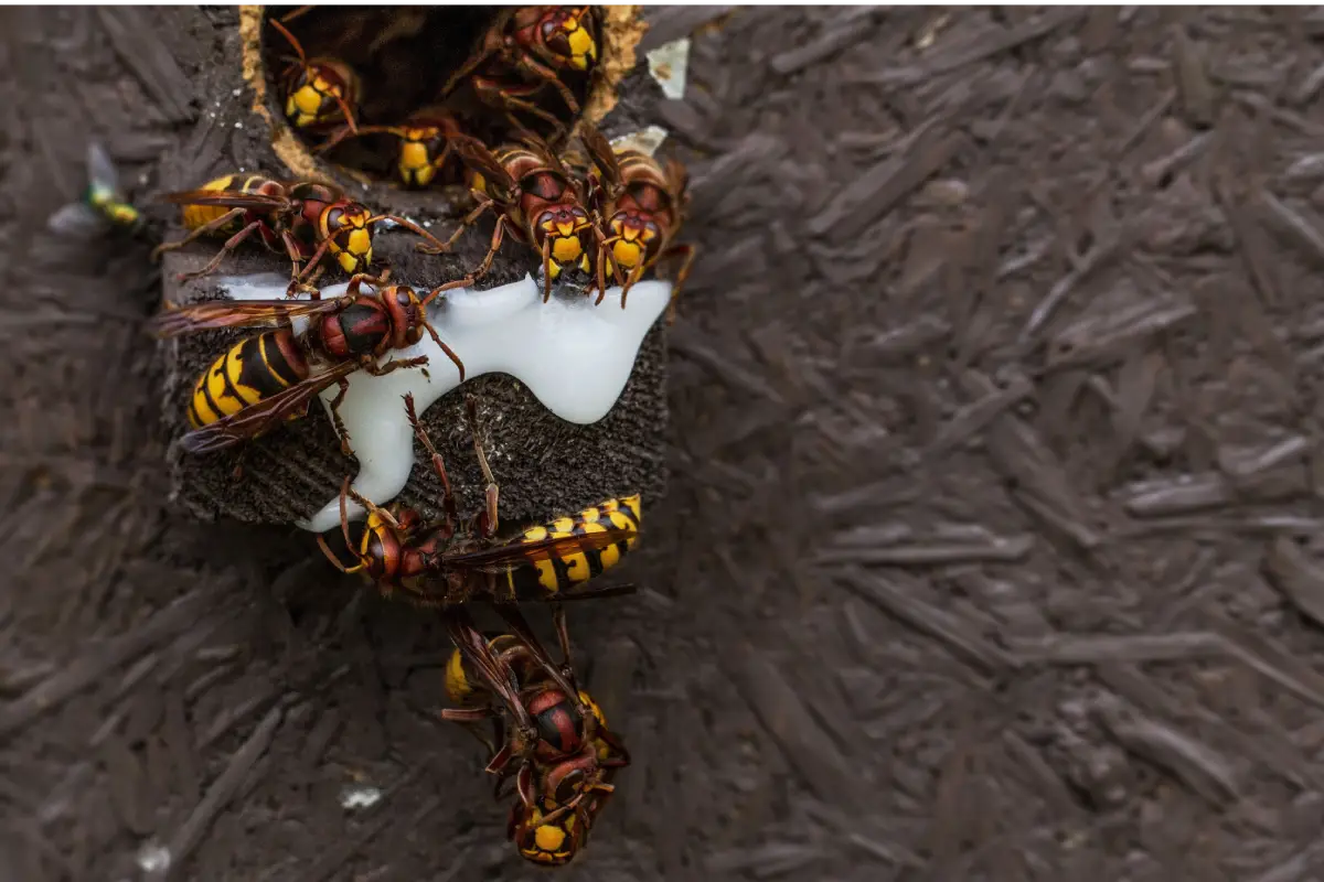 Gestion frelon européen Mérignac — Vespa crabro