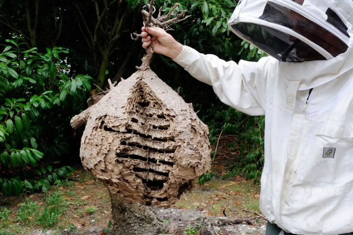Intervention d'urgence pour détruire un nid de frelons asiatiques dans le jardin