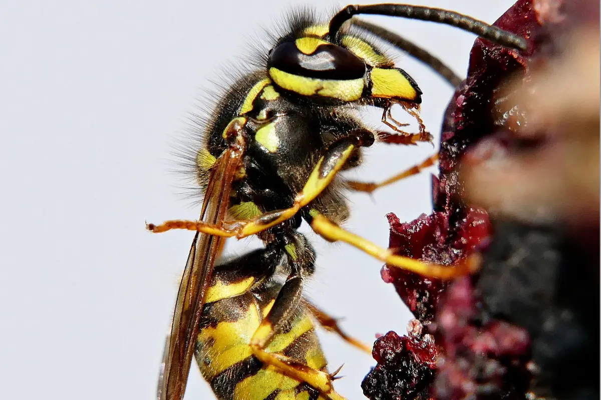 Présence importante de guêpes dans un jardin résidentiel à Mérignac