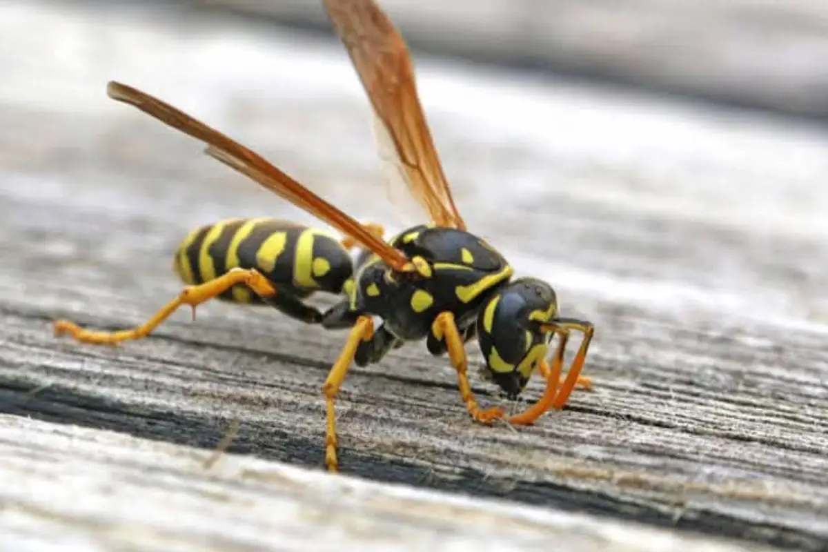 Désinsectisation guêpes frelons Mérignac