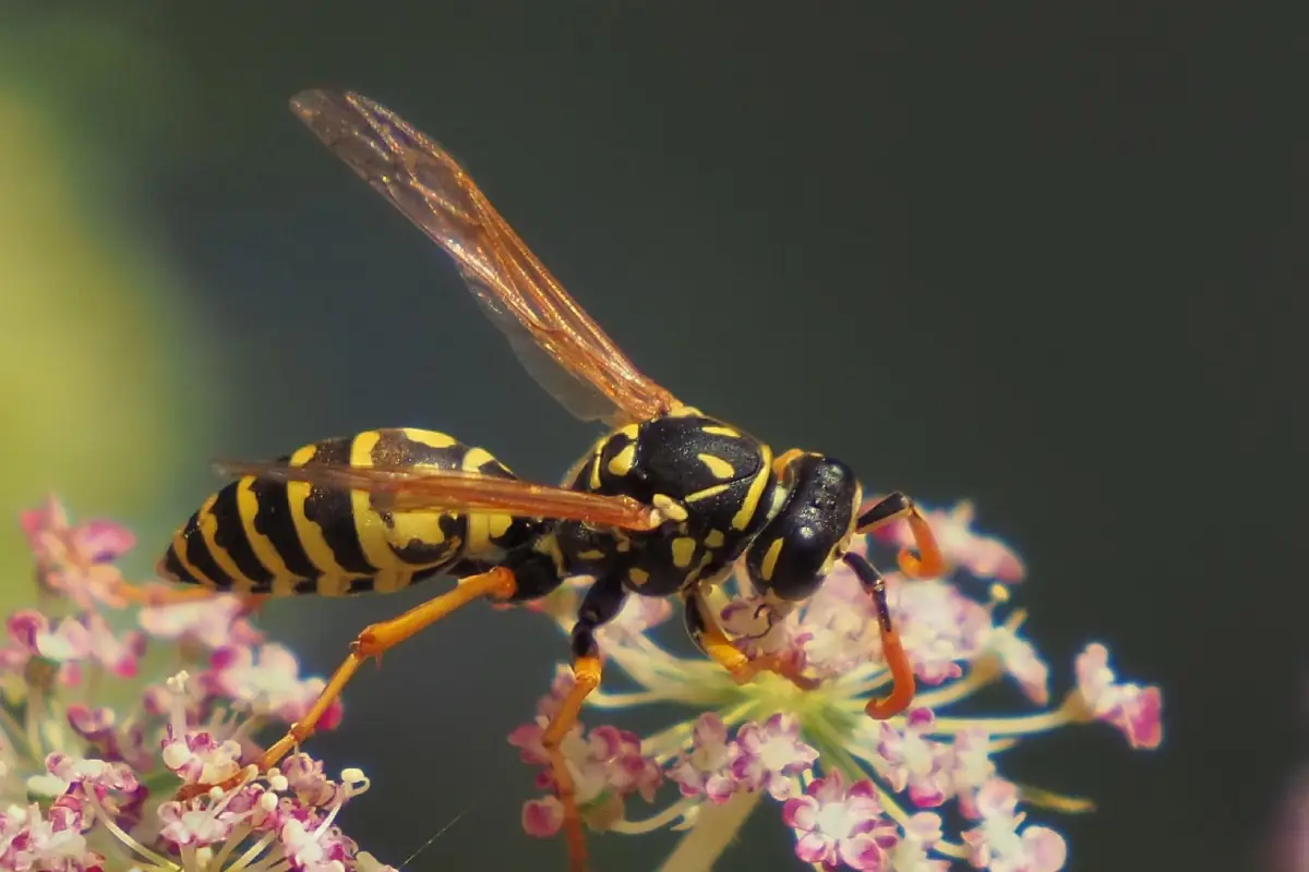 Signalement d’un nid de guêpes dans un quartier de Mérignac